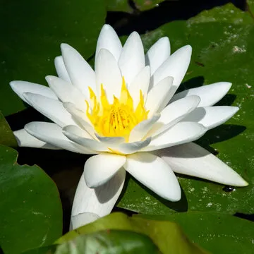 心理战术